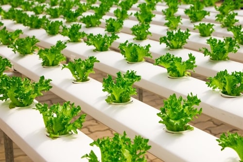 Urban Farming